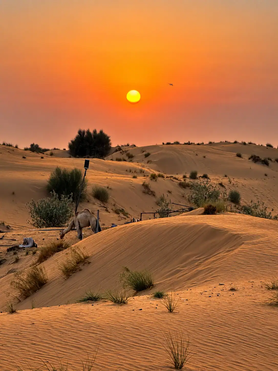 Desert Safari — unterwegs in den Dünen Dubais